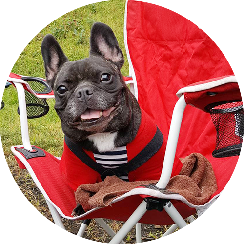 Training School Buddy Dog