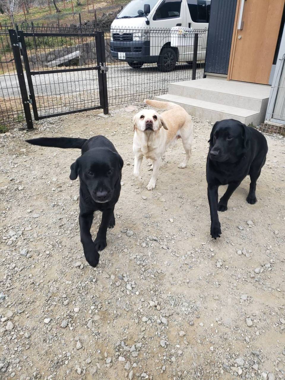 かしまし娘トリオ